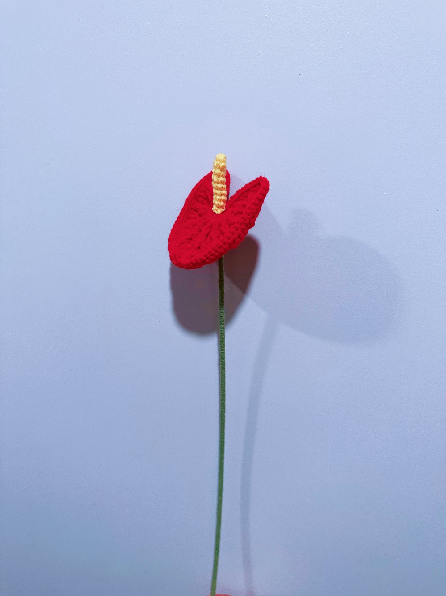 Anthurium