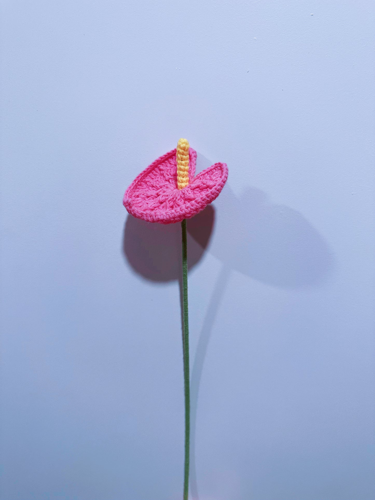 Anthurium