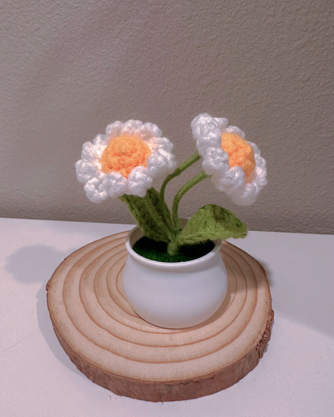 Mini Daisy Potted Plant