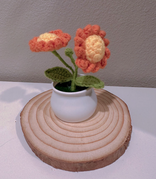 Mini Daisy Potted Plant