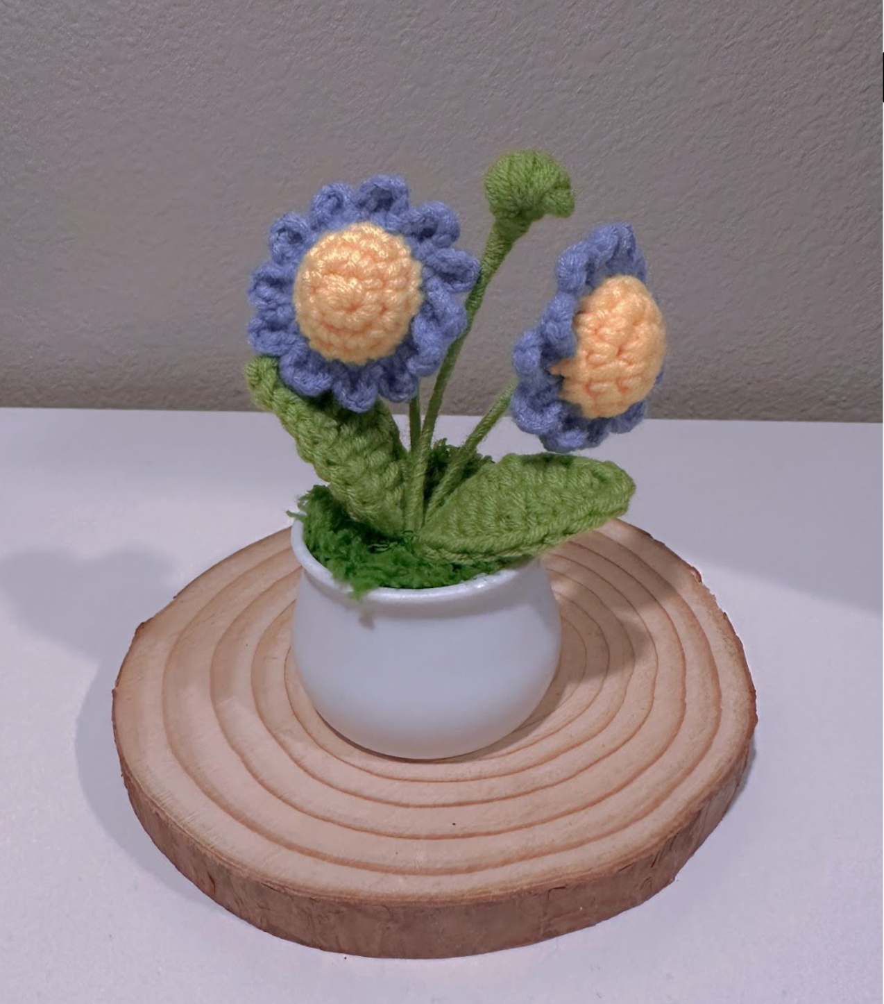 Mini Daisy Potted Plant