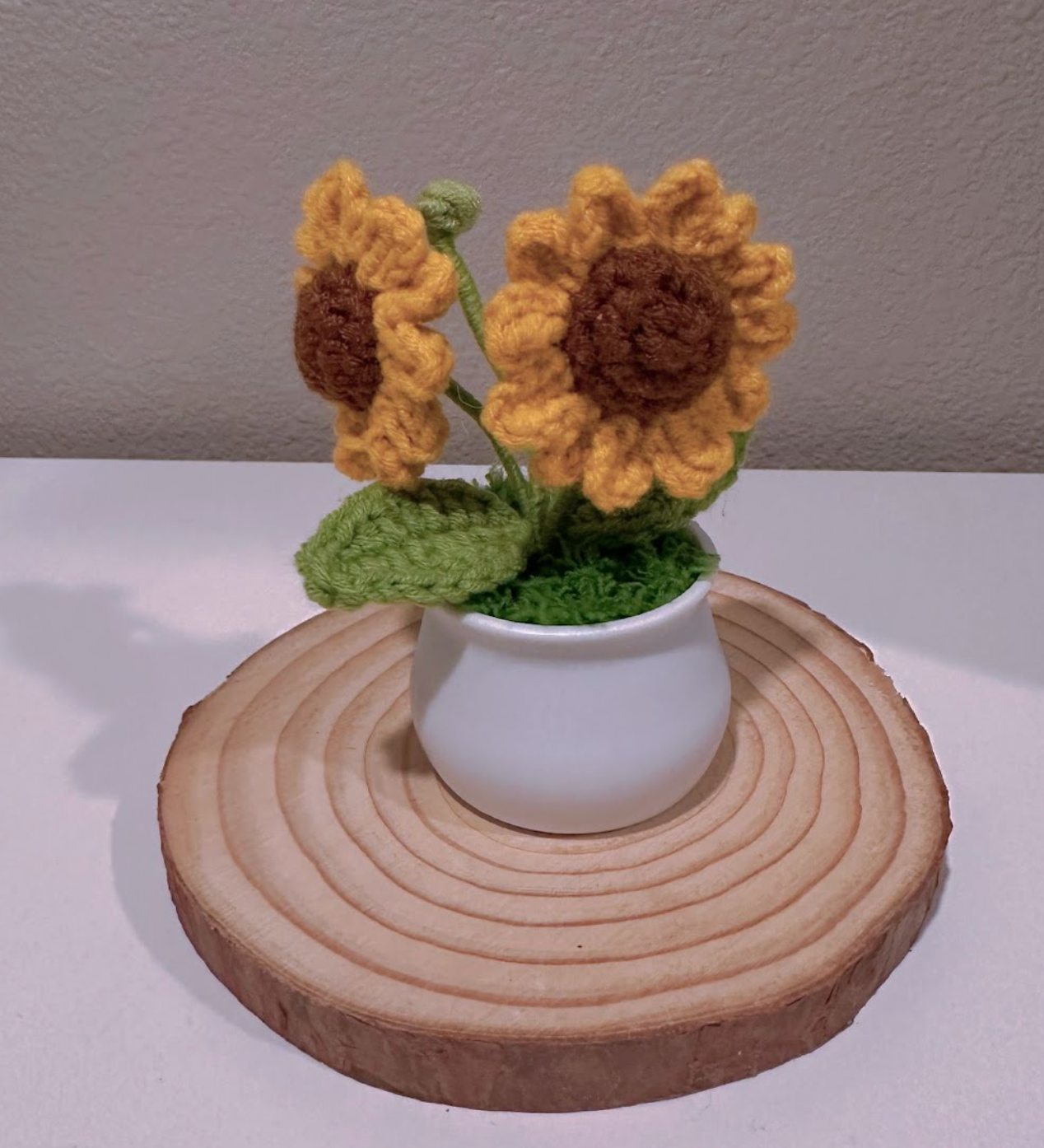 Mini Daisy Potted Plant